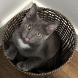 Entry image for Baby Smokey-Bear