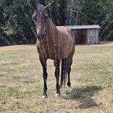 Entry image for Francisco de Camelot