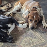 Entry image for Sasha and Willie