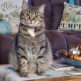 Entry image for Lilly