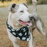 Entry image for Drew