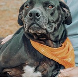 Entry image for Midnight