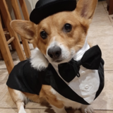 Entry image for Opie