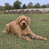 Entry image for Watson 