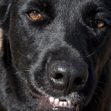 Entry image for Wally