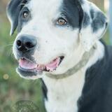 Entry image for Oreo