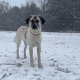 Entry image for Nala No Noodle 