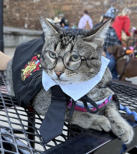 Entry image for Phoebe Potter. Clicking this image will show a larger photo