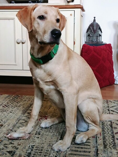 Entry image for Josie. Clicking this image will show a larger photo