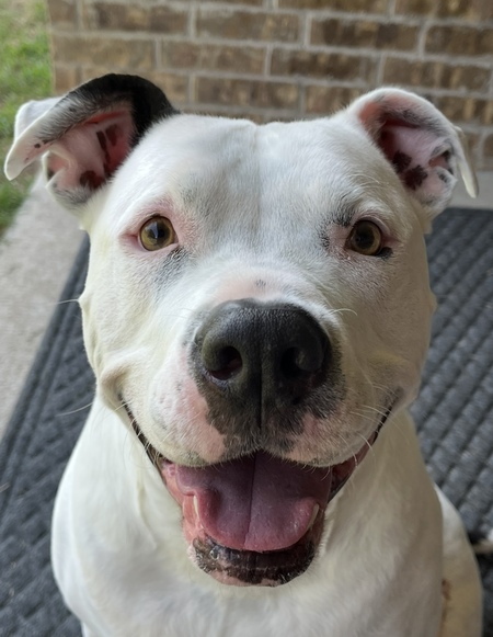 Entry image for Gunner. Clicking this image will show a larger photo