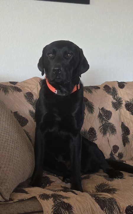 Entry image for Bodie. Clicking this image will show a larger photo