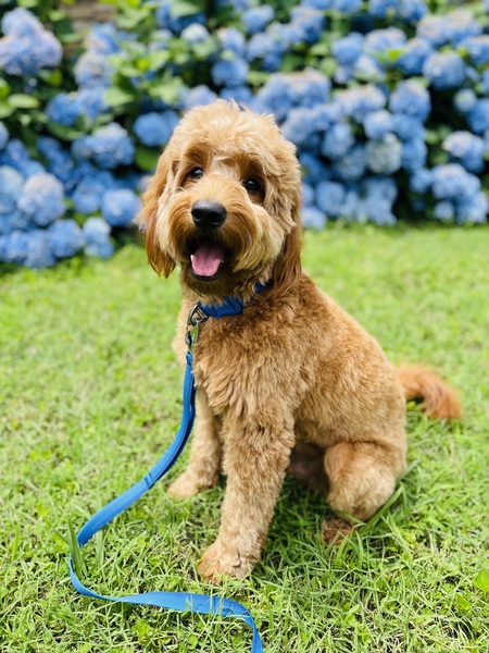 Entry image for Louie. Clicking this image will show a larger photo