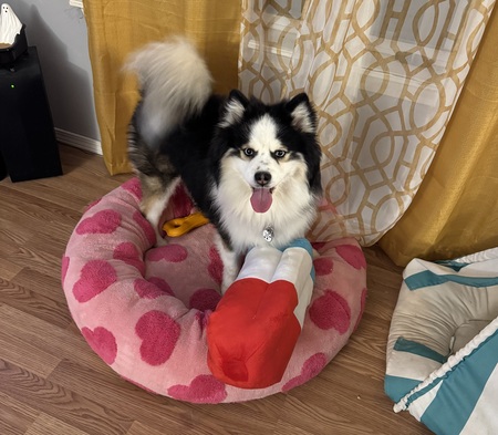 Entry image for Peppy. Clicking this image will show a larger photo