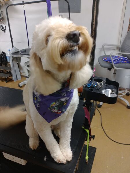 Entry image for Dublin. Clicking this image will show a larger photo