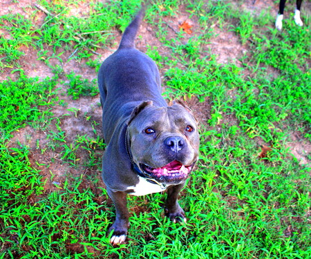 Entry image for Wally. Clicking this image will show a larger photo