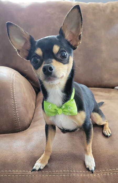 Entry image for Preston James. Clicking this image will show a larger photo