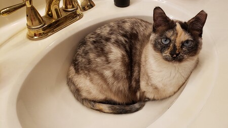 Entry image for Jasmine. Clicking this image will show a larger photo