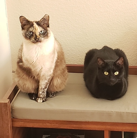 Entry image for Jasmine and Daisy. Clicking this image will show a larger photo