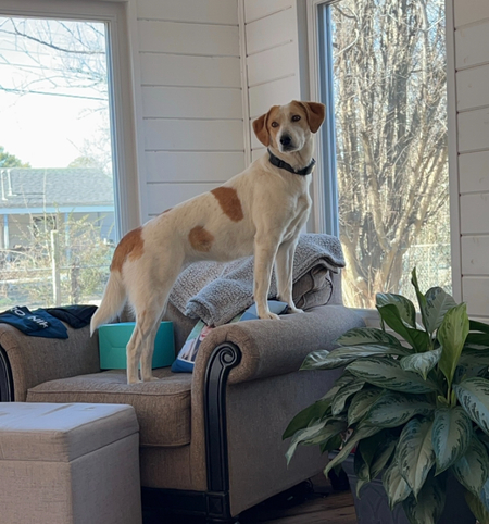 Entry image for Rosie. Clicking this image will show a larger photo