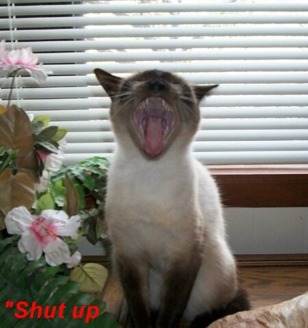 Entry image for Kitty Jo . Clicking this image will show a larger photo