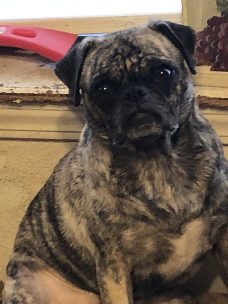 Entry image for Layla. Clicking this image will show a larger photo