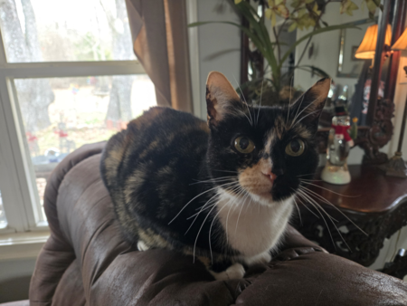 Entry image for Fancy. Clicking this image will show a larger photo