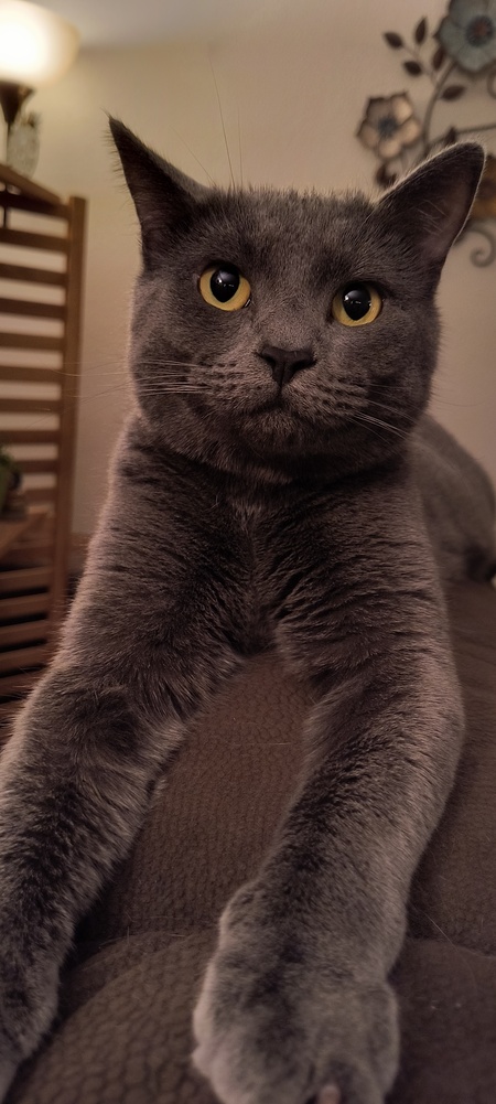 Entry image for Feisty. Clicking this image will show a larger photo