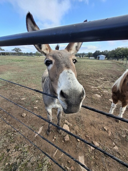 Entry image for Penny. Clicking this image will show a larger photo