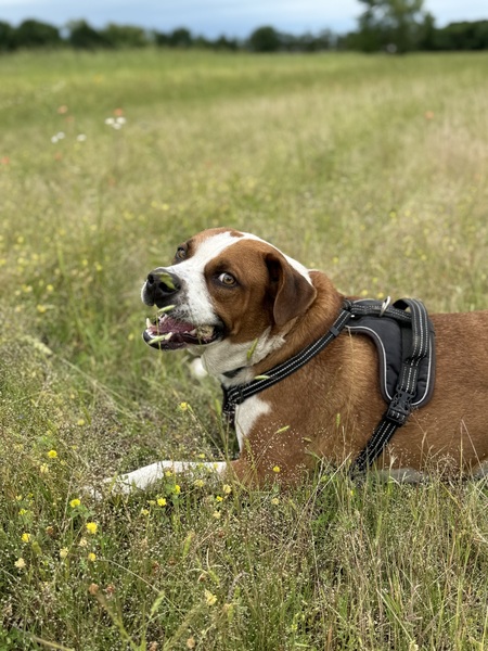 Entry image for Simba. Clicking this image will show a larger photo