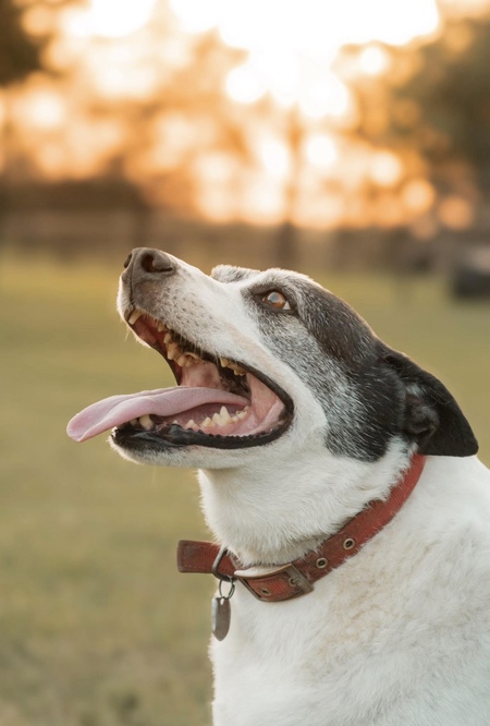 Entry image for Parker. Clicking this image will show a larger photo