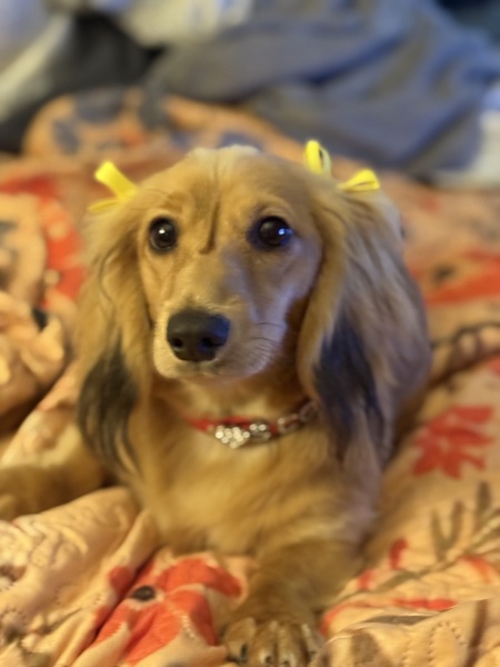 Entry image for Biscotti . Clicking this image will show a larger photo