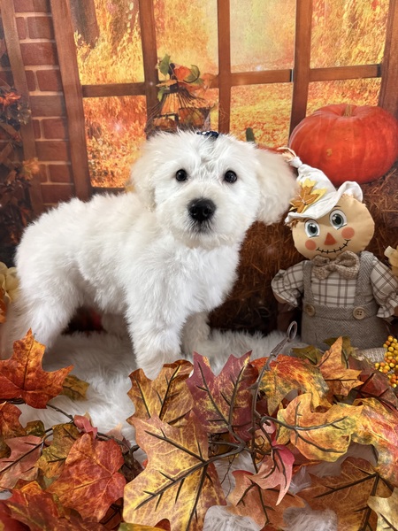 Entry image for Sophie. Clicking this image will show a larger photo