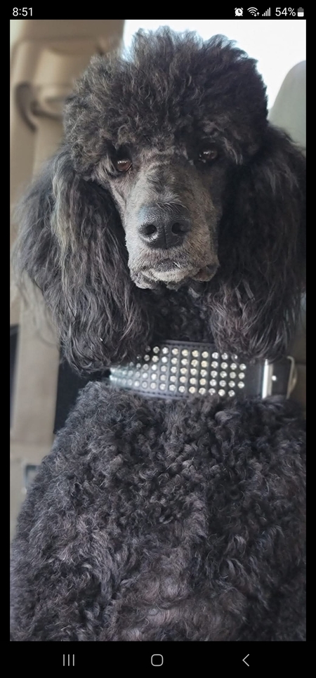 Entry image for Gayle. Clicking this image will show a larger photo