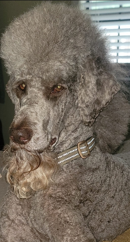 Entry image for Murphy Brown. Clicking this image will show a larger photo