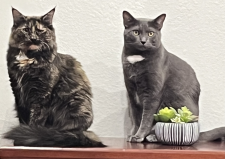 Entry image for Queen Sheeboo and King Smokey. Clicking this image will show a larger photo