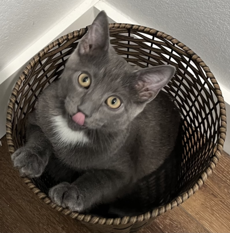 Entry image for Baby Smokey-Bear. Clicking this image will show a larger photo