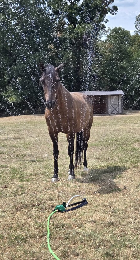 Entry image for Francisco de Camelot. Clicking this image will show a larger photo