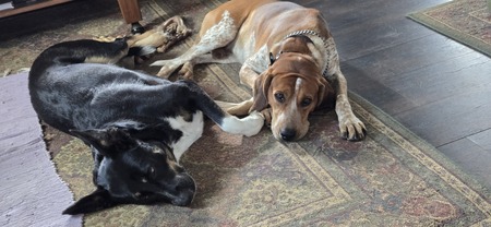 Entry image for Sasha and Willie. Clicking this image will show a larger photo