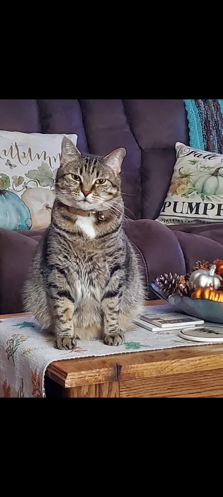 Entry image for Lilly. Clicking this image will show a larger photo