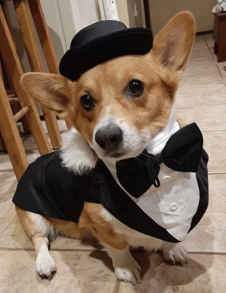 Entry image for Opie. Clicking this image will show a larger photo