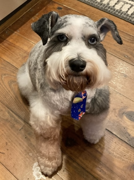 Entry image for Bart. Clicking this image will show a larger photo