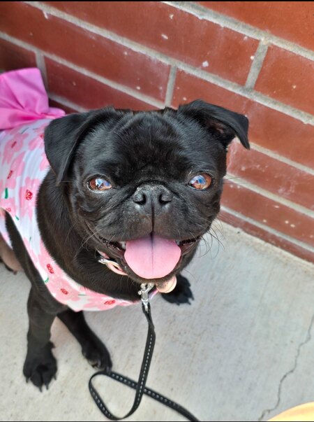 Entry image for Marcy. Clicking this image will show a larger photo