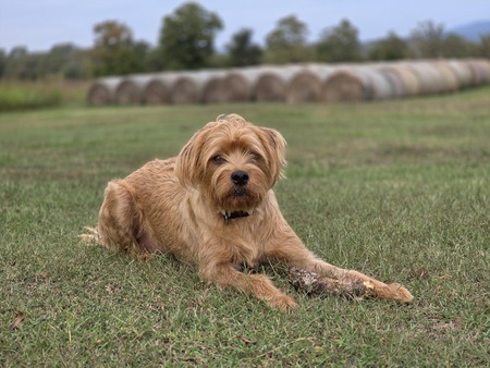 Entry image for Watson . Clicking this image will show a larger photo