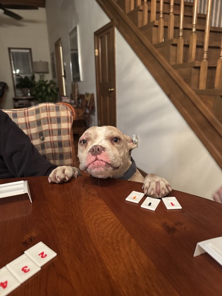 Entry image for Shirley. Clicking this image will show a larger photo