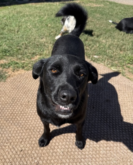 Entry image for Wally. Clicking this image will show a larger photo