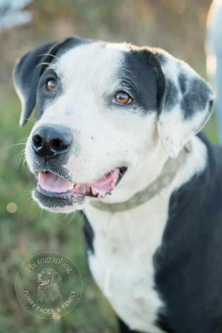 Entry image for Oreo. Clicking this image will show a larger photo