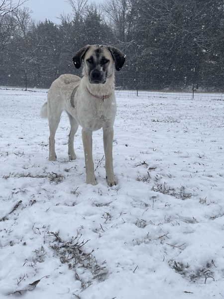 Entry image for Nala No Noodle . Clicking this image will show a larger photo