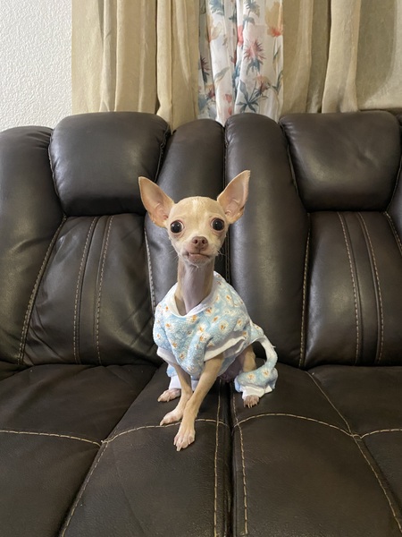 Entry image for Teenie. Clicking this image will show a larger photo