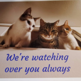 Entry image for Luna Houdini Samson