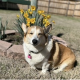 Entry image for Lucy